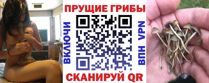 Псилоцибиновые грибы Cubensis  купить наркоту  Питкяранта 